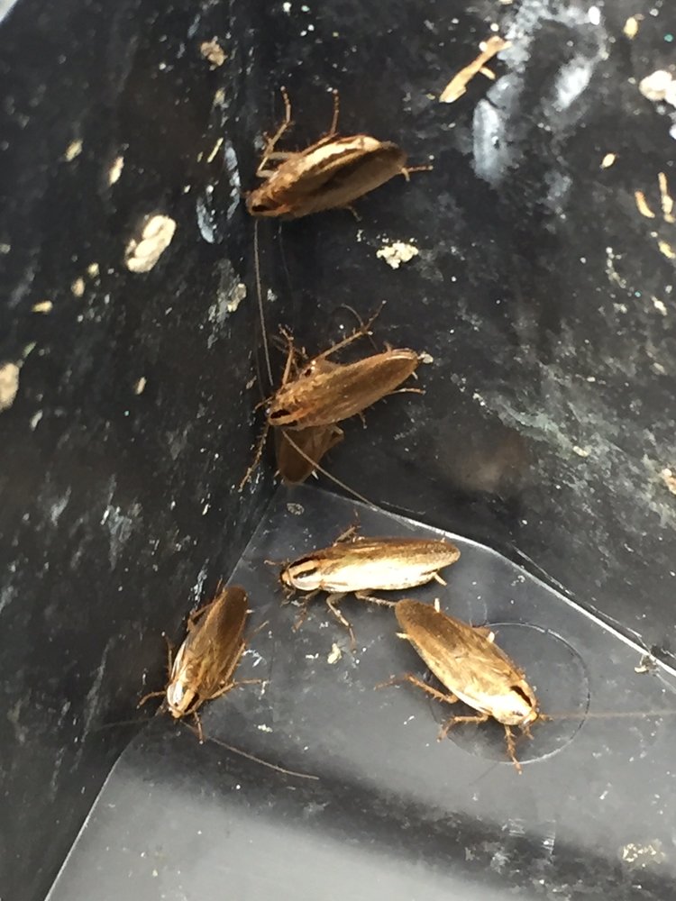 German cockroaches clustered in a dark corner, identified by the two stripes behind the head
