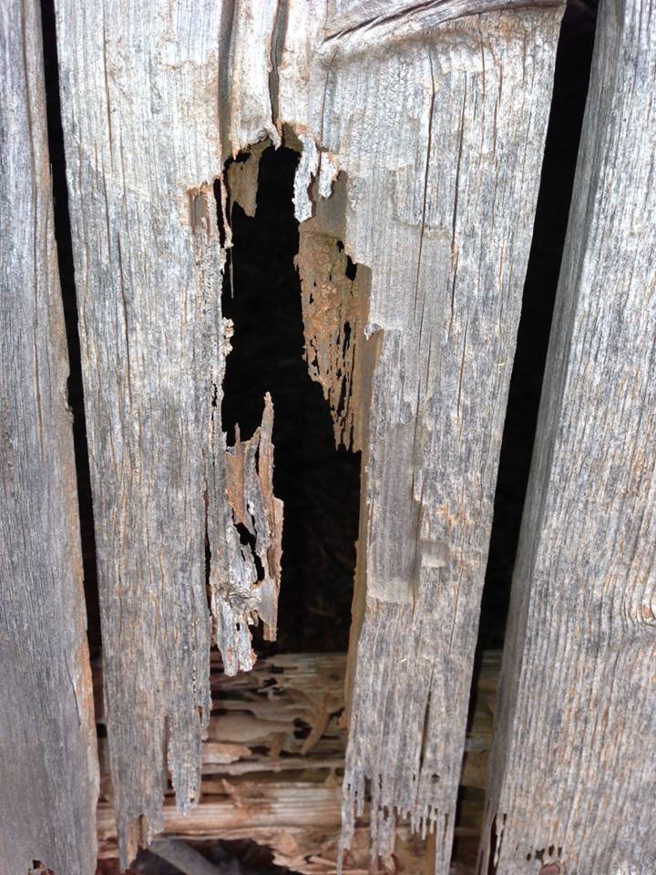 Weathered wood hollowed out by subterranean termite damage