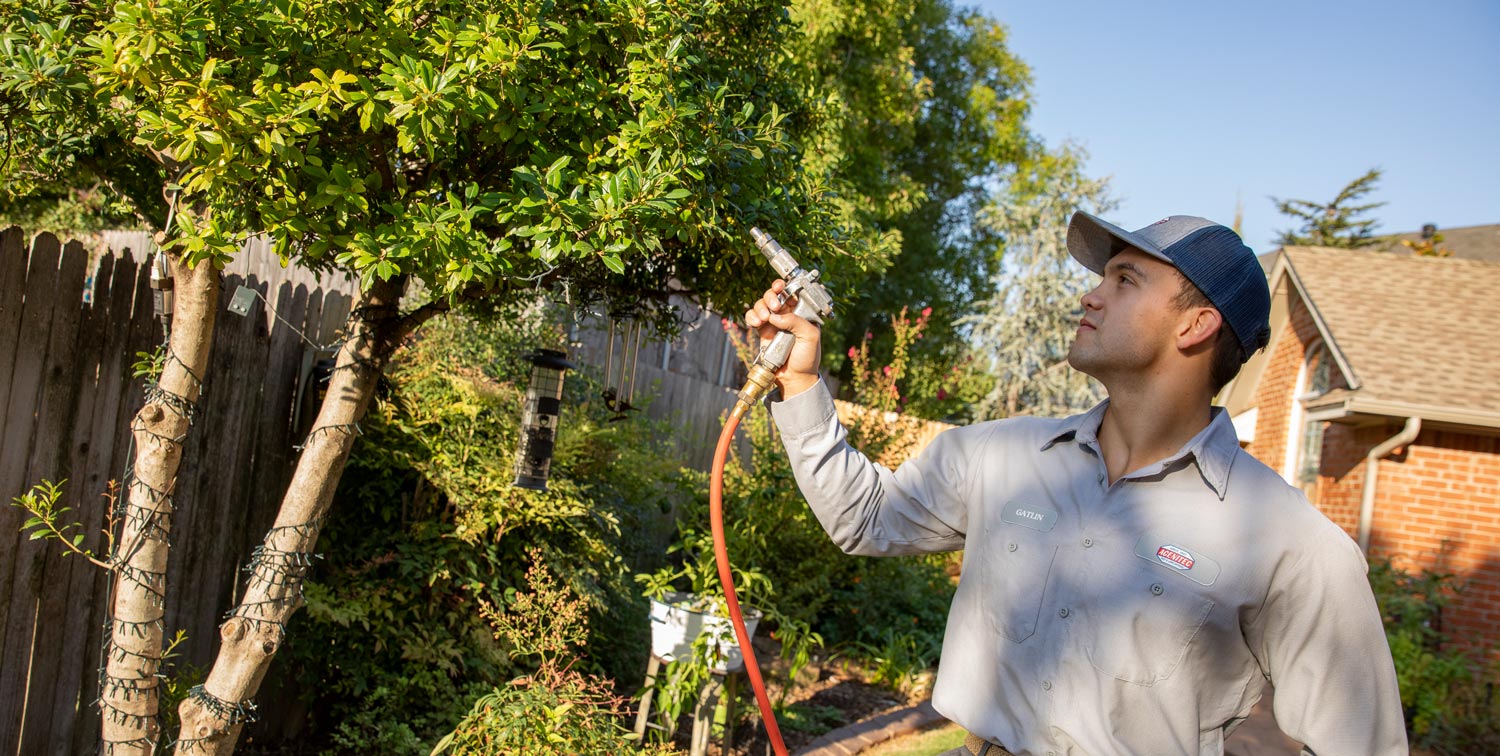 Tree Treatment and Services | Acenitec