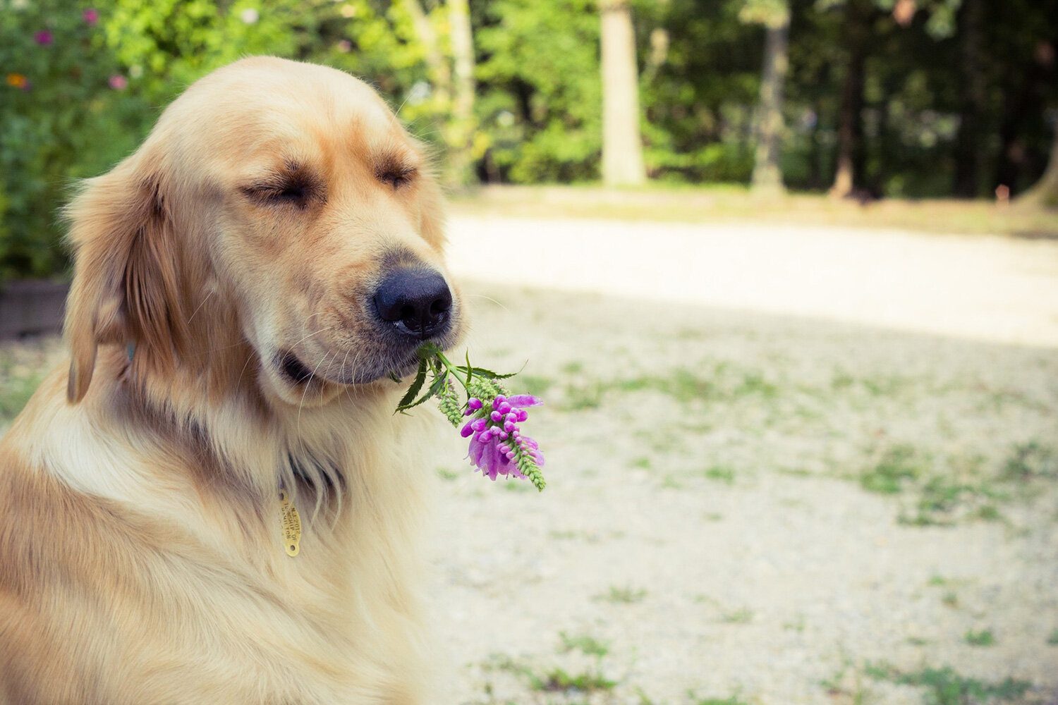 Which Plants Are Toxic to Dogs and Cats | Acenitec